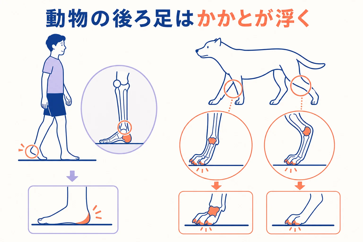 人と四本足の動物の足の関節を並べ、かかとや手首の位置の違いを比べた図解